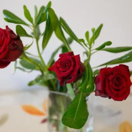 Olive Apartman Mlini