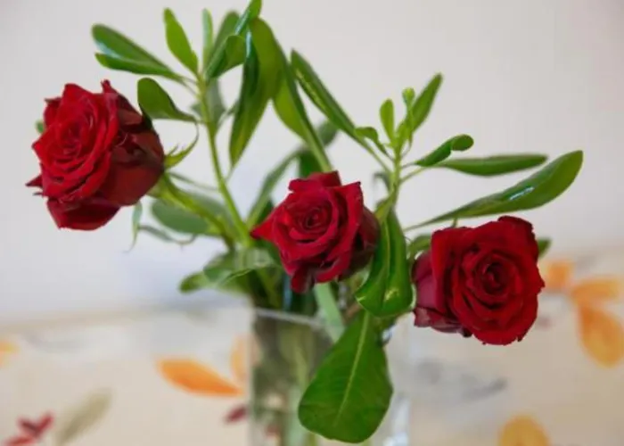 Olive 公寓 米利尼